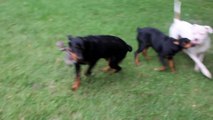 DANGEROUS pitbull fights with rottweiler....DANGEREUX pitbull se bat avec Rottweiler