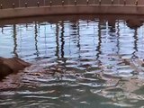 Northern fur seals at the New England Aquarium