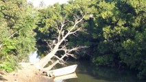 Tanji Paradise - Monkeys jumping across the river