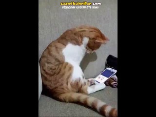 Sevdiği Kedinin Videosu İnternete Düşünce Güçlü Kalamayan Kedi
