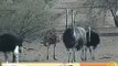 WildEarth Petes Pond 17 Sep 2012 Ostrich