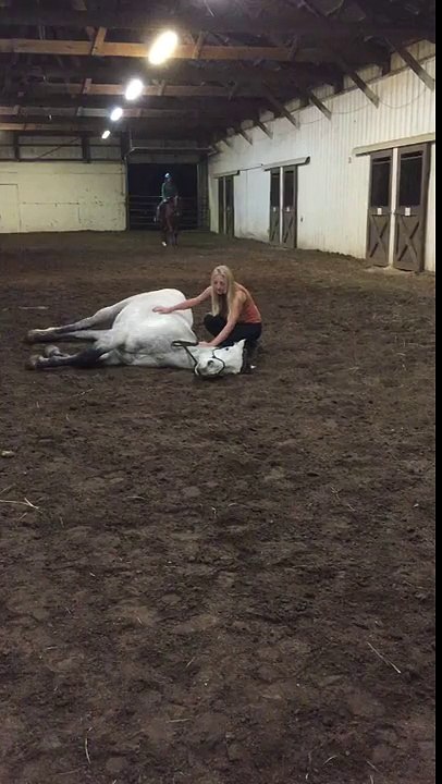 Sterling the Circus Pony