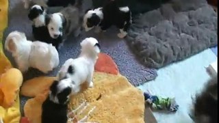 w_a_pups_eating1st_time.wmv