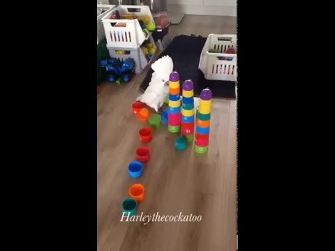 Harley the Playful Cockatoo Strikes Again