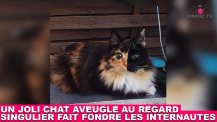 Un joli chat aveugle au regard singulier fait fondre les internautes ! Tout de suite dans la minute chat #185