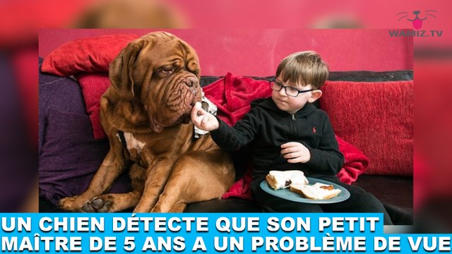 Un chien détecte que son petit maître de 5 ans a un problème de vue ! L'histoire dans la minute chien #185