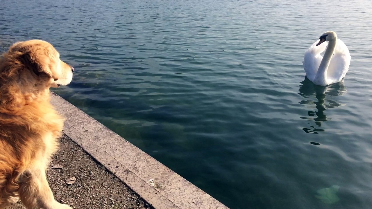 d'Jack face au cygne