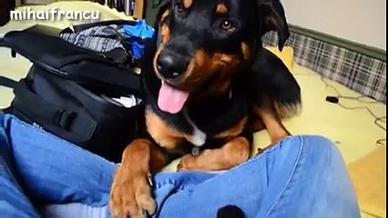 Best Of Dogs Meeting Kittens For The First Time Compilation