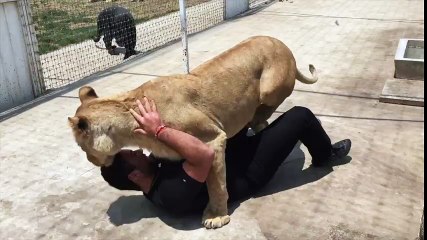 El abrazo salvaje de leona a su cuidador
