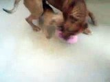pit bull father an son playing