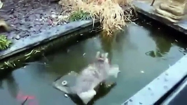 Compil de vidéos marrantes de chats