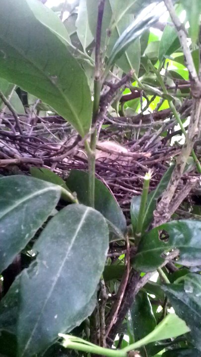 Eclosion de pigeonneaux