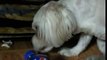 PetBook - User video on 2016-02-28/21:00:44