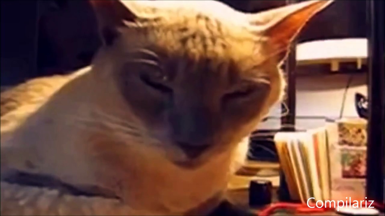 Cats Compilation