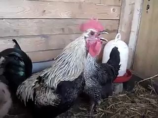 Ce coq pourrait bien etre votre pire cauchemar... Horrible!