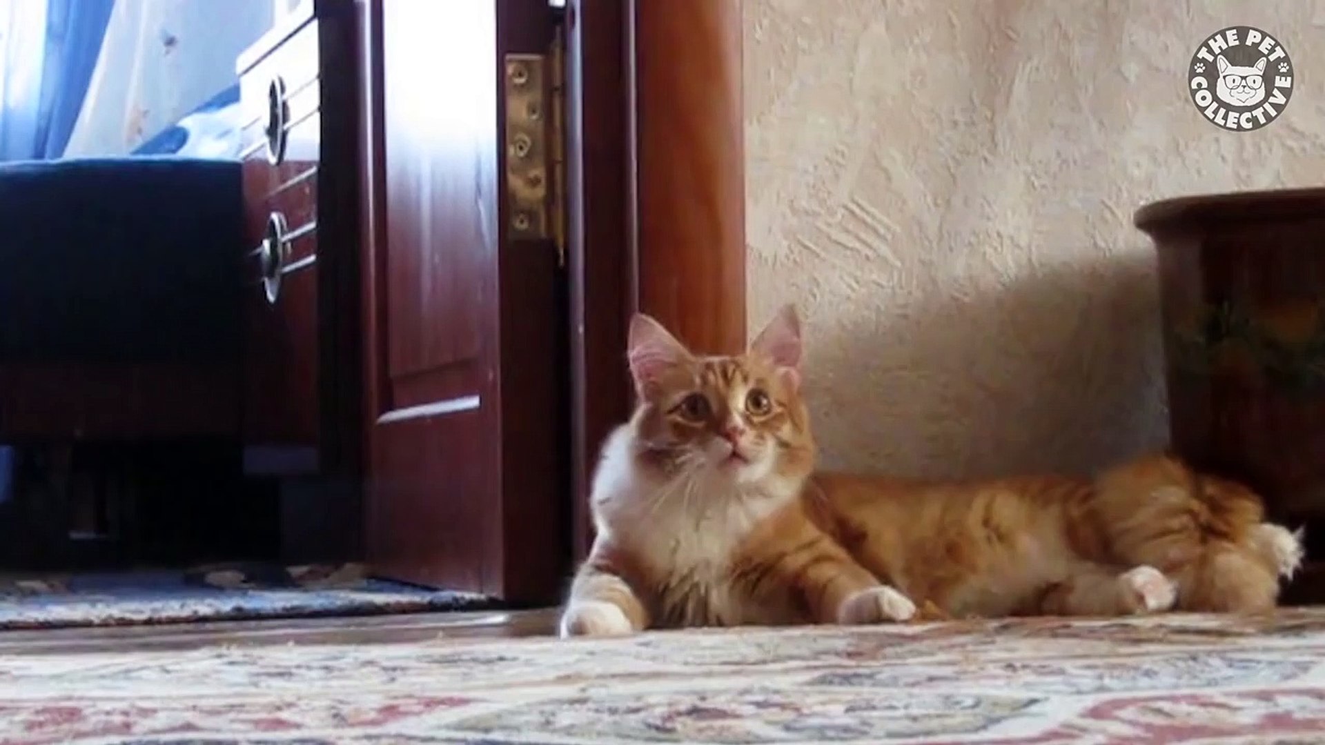 Stage Pets || Funny Pet Compilation