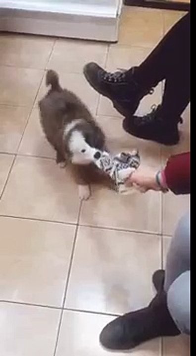 Фрося ищет хозяина, щенок в добрые руки