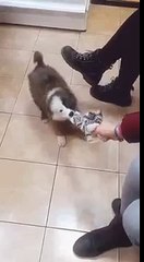 Фрося ищет хозяина, щенок в добрые руки