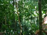 Screaming Monkey Corcovado National Park Costa Rica