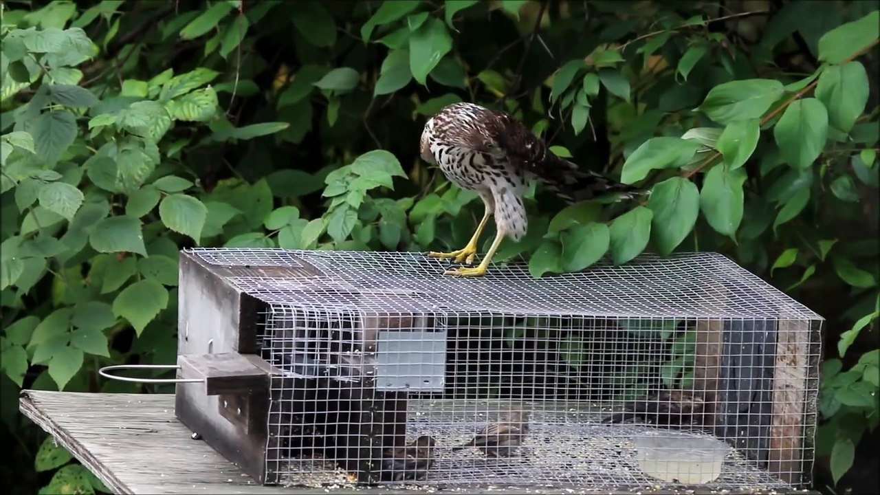 Cooper s Hawk on the Sparrow Trap