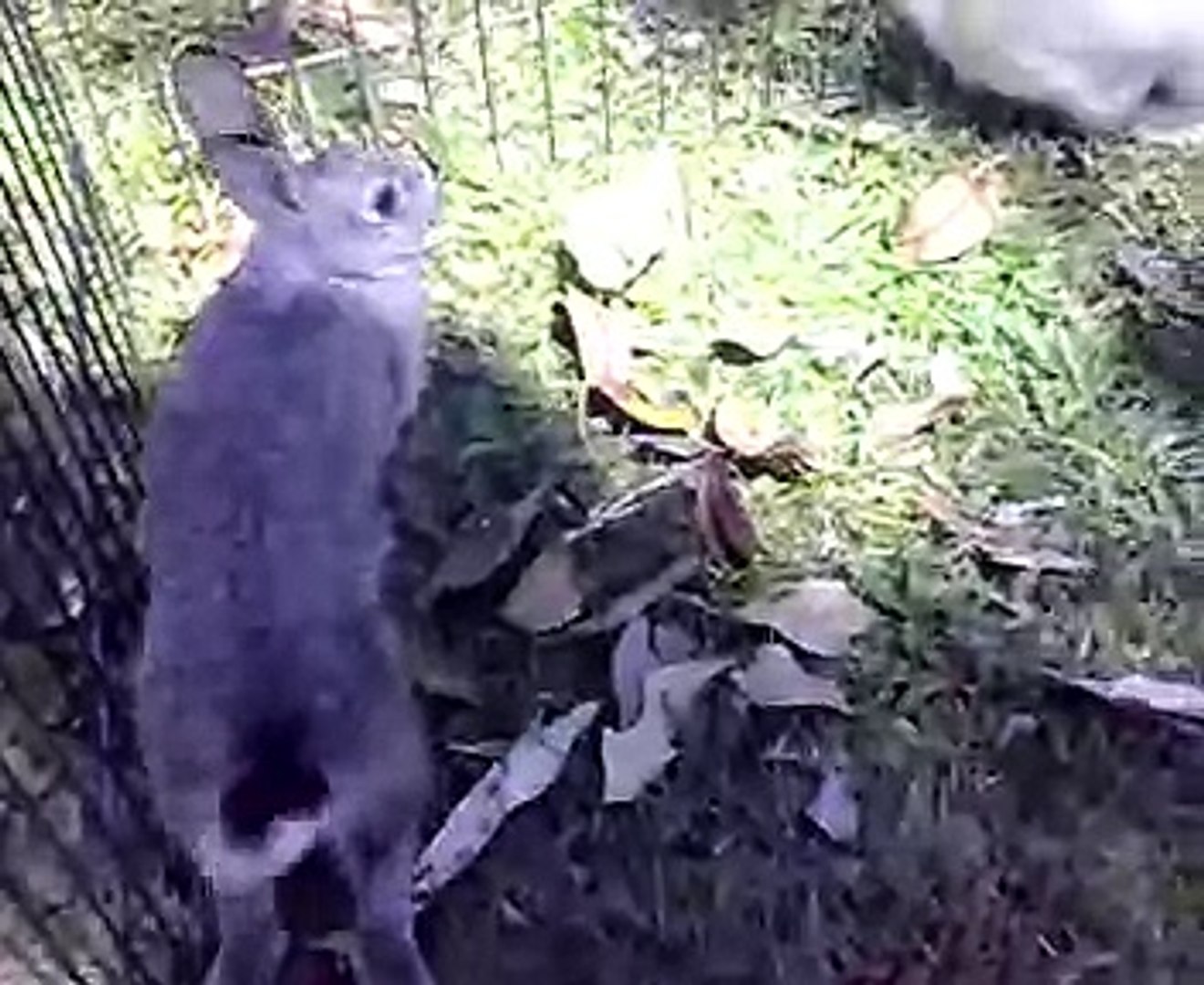 rabbits biting