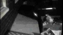 small cat running