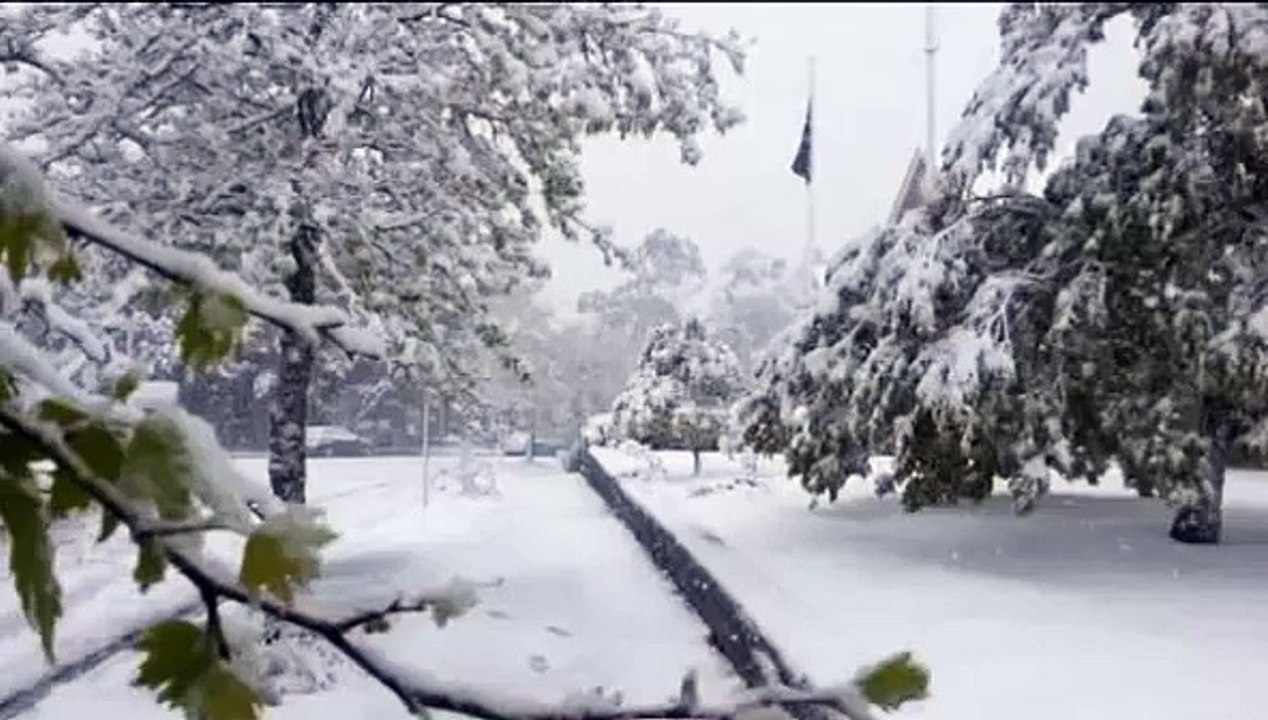 Australien: Heftiger Schneefall 'verwundert' Kängurus