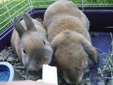 Bunnies eating a banana