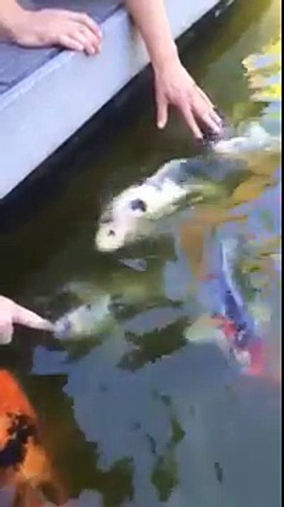 Fish sucking on fingers