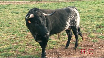 Ganaderìa Valverde Concha y Sierra Tienta sans mise a mort