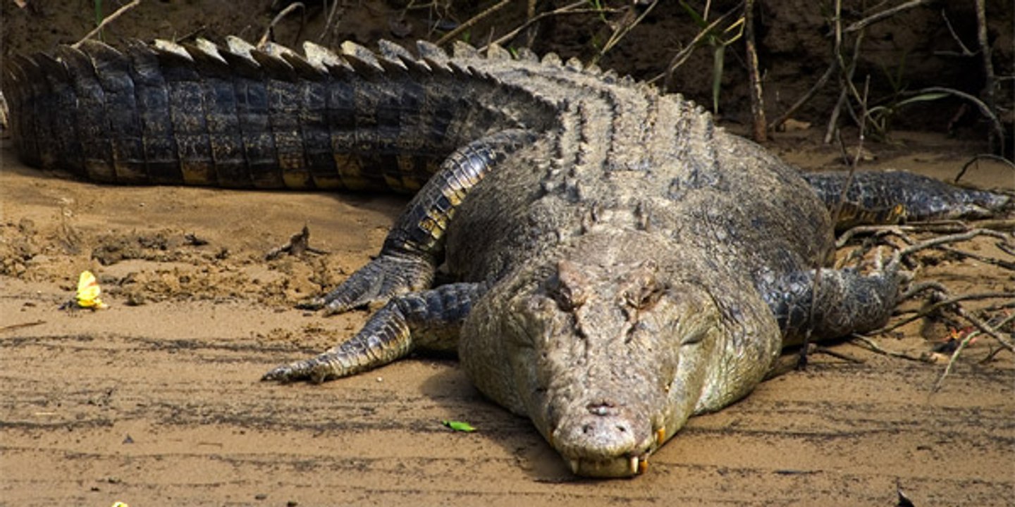 Le Crocodile du Billabong - ST (2016)