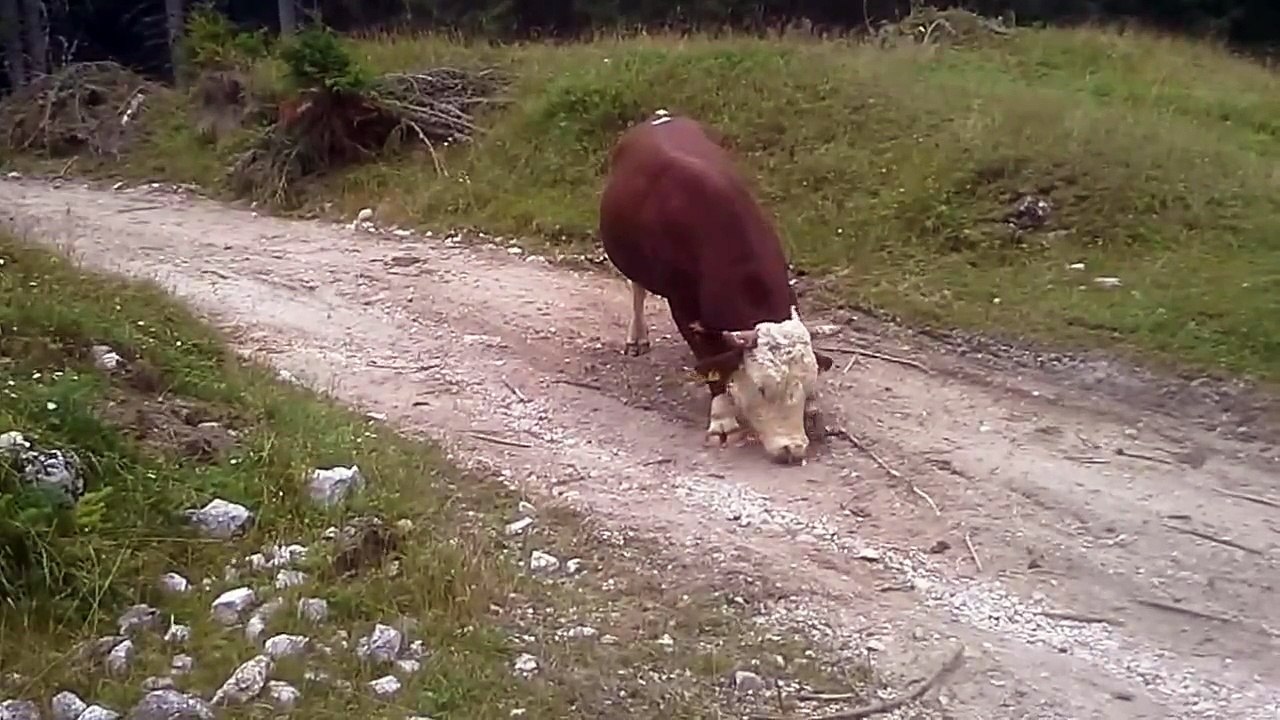 Raging BULL!