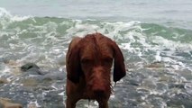 Wire Haired Vizsla Puppy And Border Terrier Play Video Dailymotion