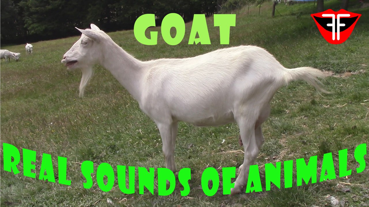 Goat Real Sounds of Animals video Dailymotion