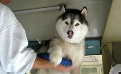 This Husky Cries Like A Baby Every Time He Gets Washed