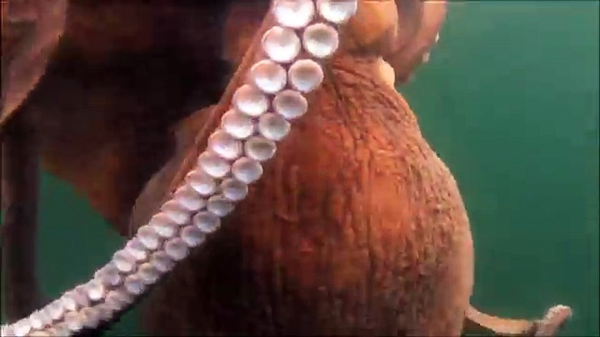 Octopus Caught While Kayak Fishing !! HUGE OCTOPUS