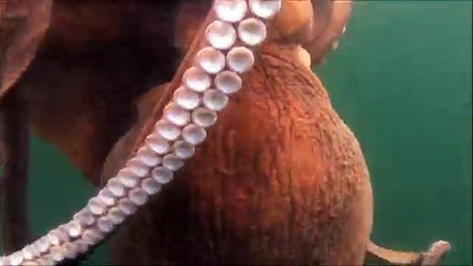 Octopus Caught While Kayak Fishing !! HUGE OCTOPUS