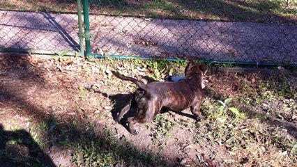 Dog & Pig Awe-inspiring Mates