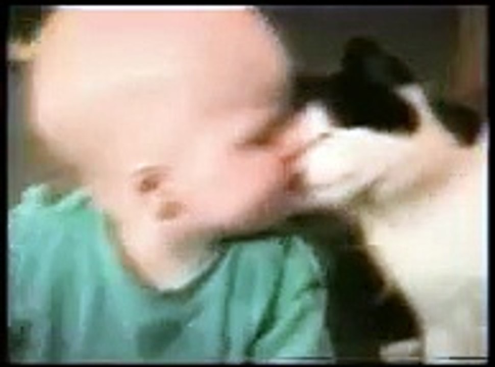 Funny Cats