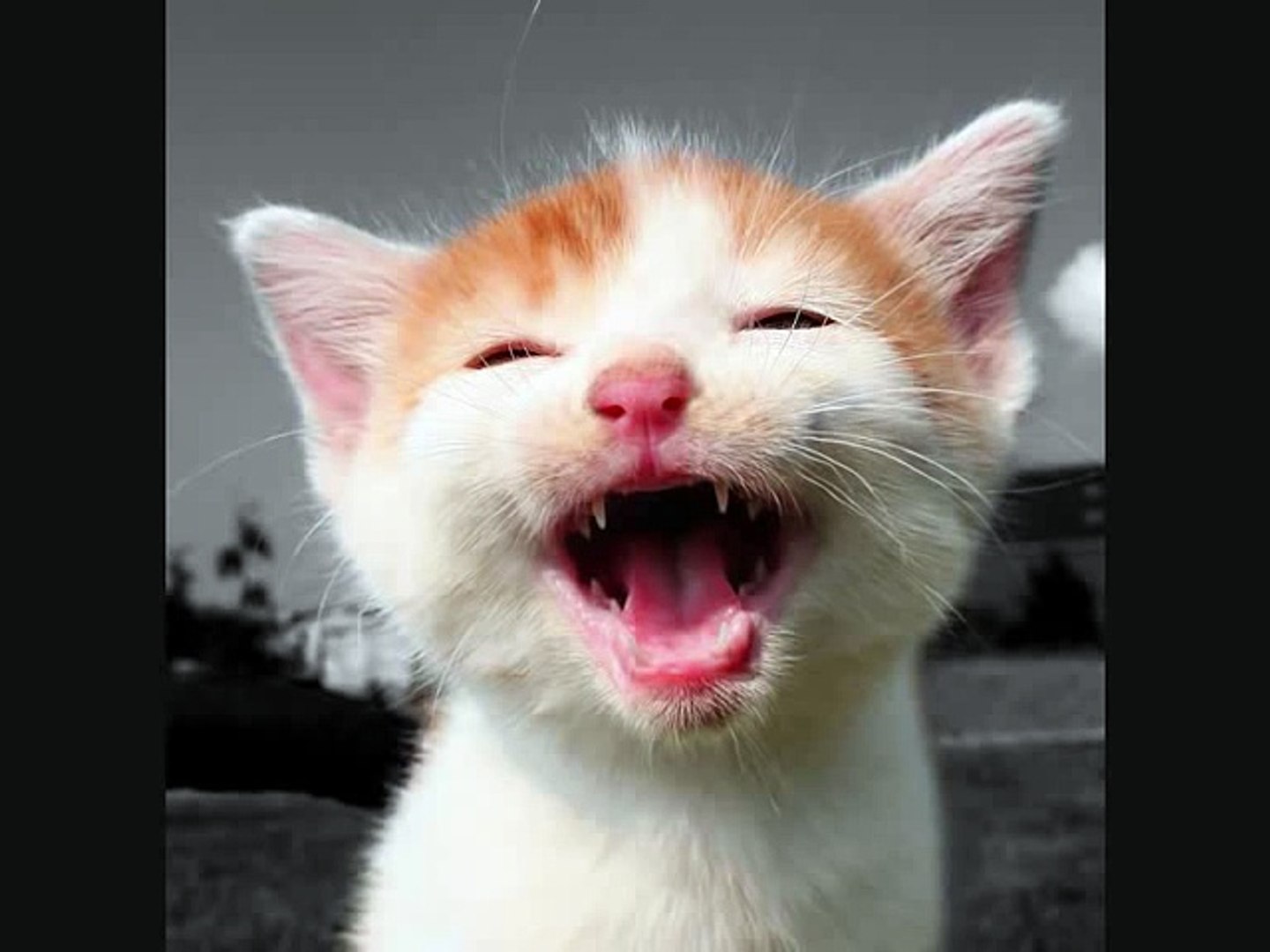 lachende katzen - laughing cats - video Dailymotion
