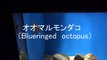 海の生き物（オオマルモンダコ）　Blueringed　octopus