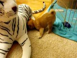 Shiba Inu Puppy attacks tiger