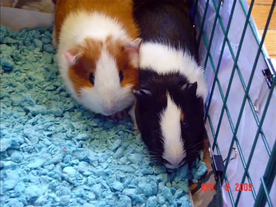 my guinea pig music video