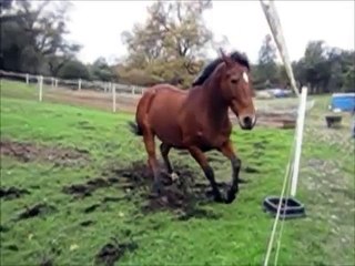 Slow Motion Horses