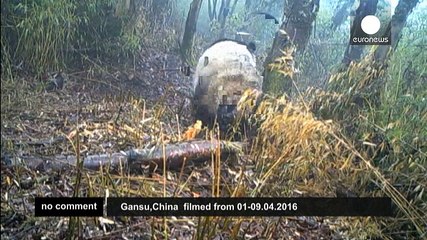 Pandas filmed "in the wild"