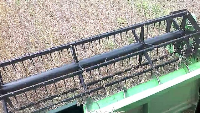 Seifa colhendo soja e arroz