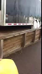 Funny Video Little Tikes Video (Original)