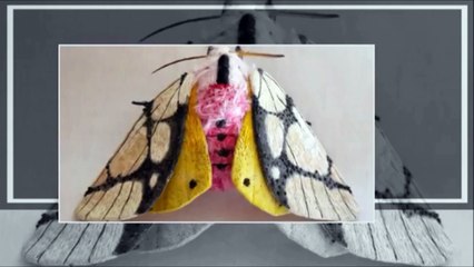 Sculptures de Papillon en textile