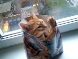 Little Willi loves Pizza - Kitty Cat Katze in a box