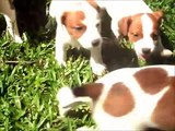 Filhotes Jack Russell Terrier Puppies